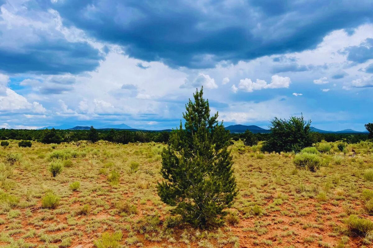 Tons of Trees - S GLEN SPRING LN WILLIAMS, AZ 86046