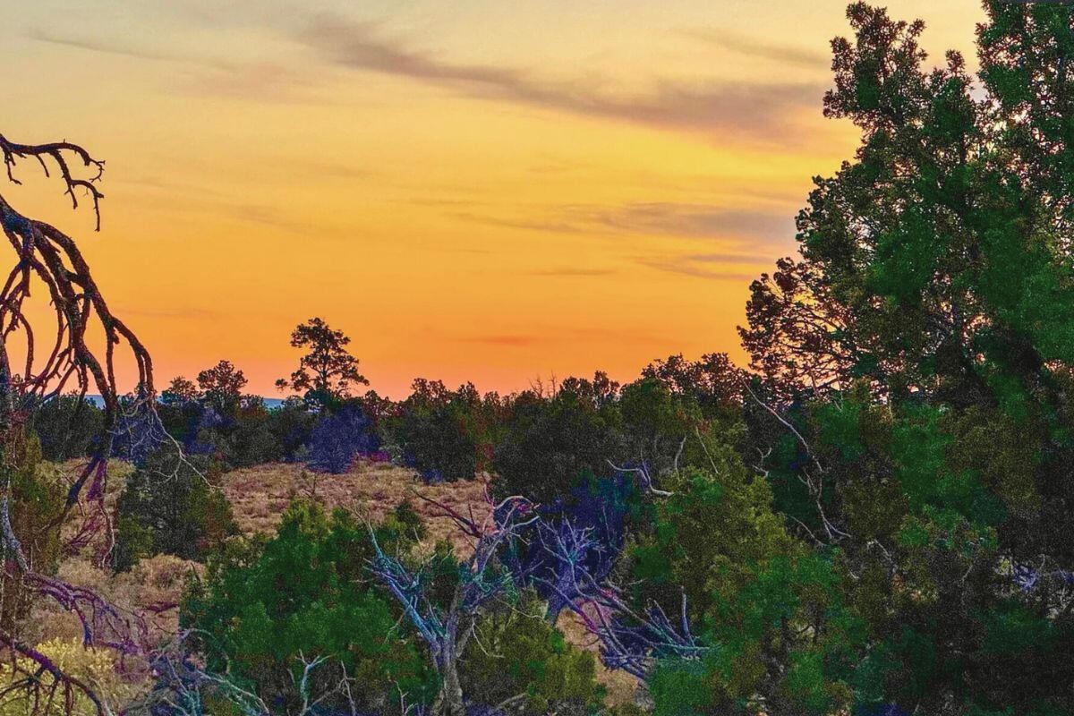 Tons of Trees - S GLEN SPRING LN WILLIAMS, AZ 86046