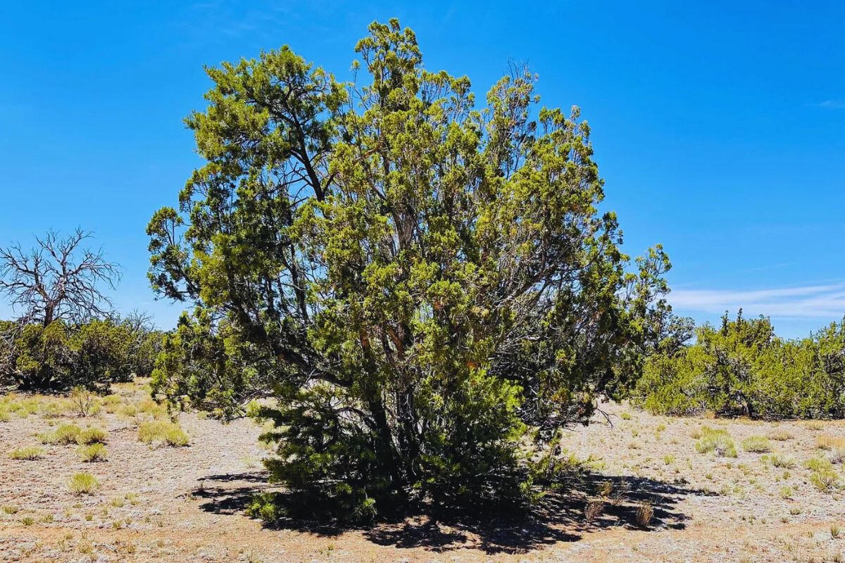 Tons of Trees - S GLEN SPRING LN WILLIAMS, AZ 86046