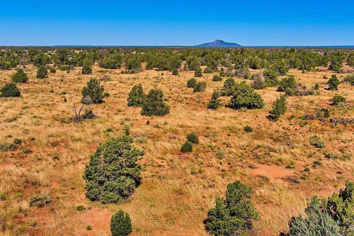 Tons of Trees - S GLEN SPRING LN WILLIAMS, AZ 86046