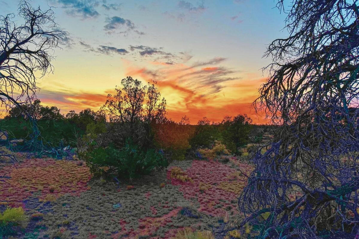 Tons of Trees - S GLEN SPRING LN WILLIAMS, AZ 86046