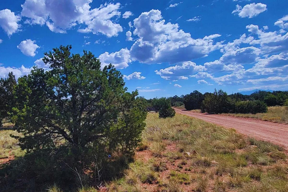 Tons of Trees - S GLEN SPRING LN WILLIAMS, AZ 86046