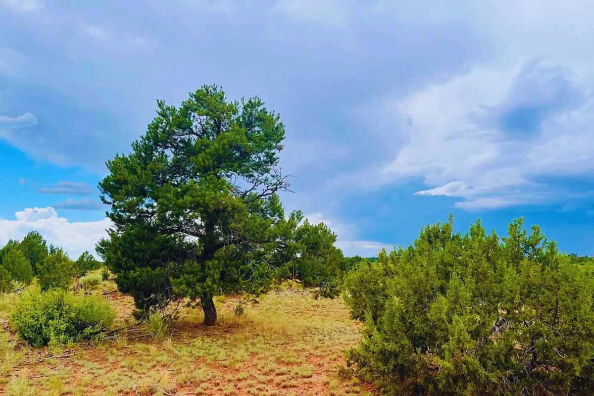 Tons of Trees - S GLEN SPRING LN WILLIAMS, AZ 86046
